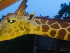 -清迈夜间动物园