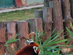 -泉州海丝野生动物世界