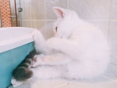 -1013 PET SHOP 宠物商店(近铁城市广场店)