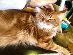 -蓝鲸·缅因猫舍