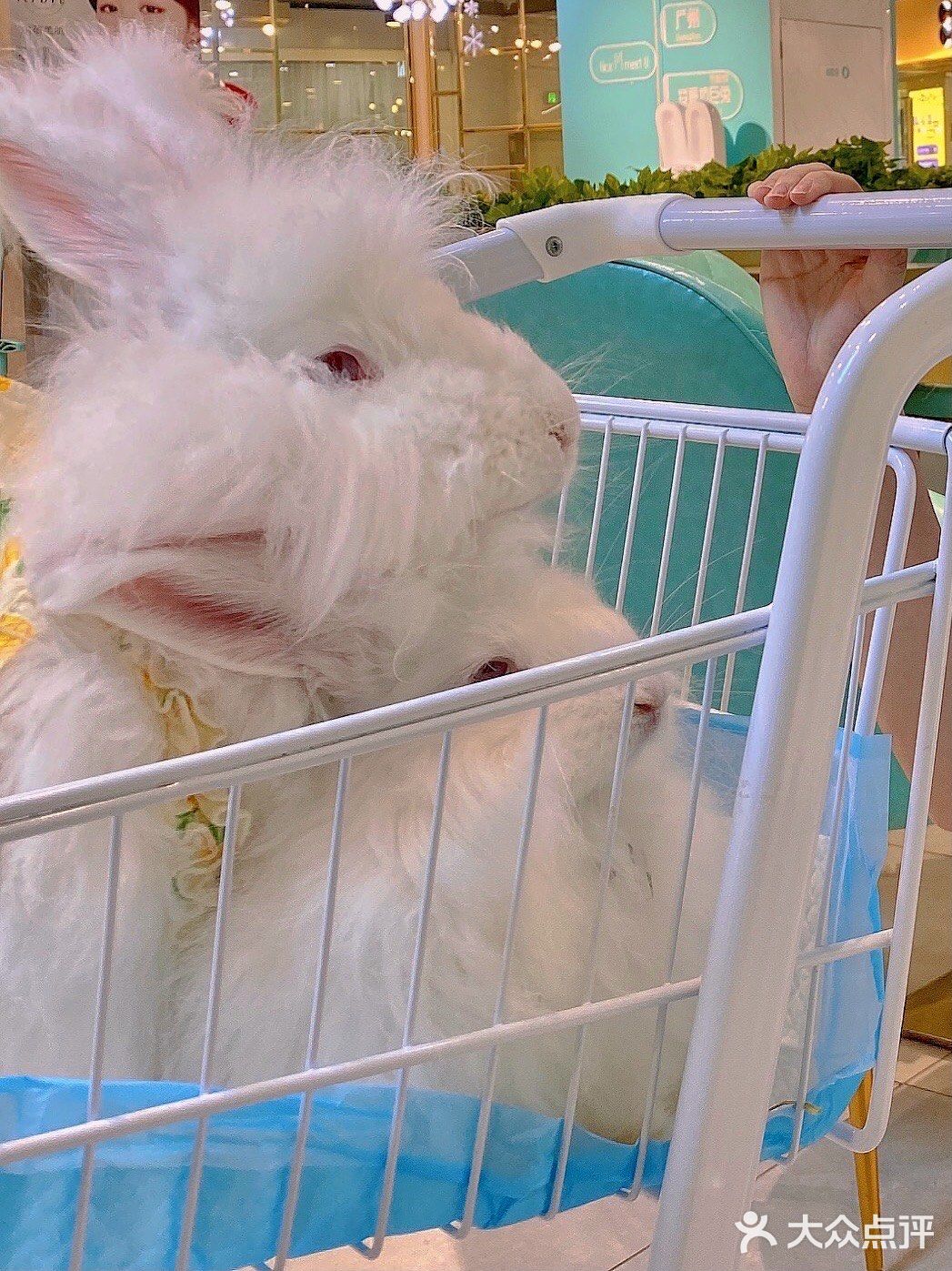 广州新店｜一起去撸可可爱爱的安哥拉巨兔吧🐰