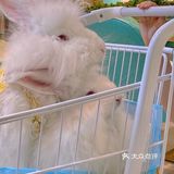 广州新店｜一起去撸可可爱爱的安哥拉巨兔吧🐰