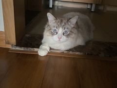 -屋虎猫馆(宝安大仟里店)