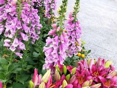 -福田红树林生态公园
