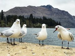 -Patagonia Chocolates(皇后镇店)