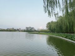 -莲花池公园