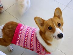 -怪兽屋·羊驼·猫咖·狗咖(俊华广场店)