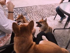 -柴犬高等学院·狗咖·柴犬售卖·宠物训练