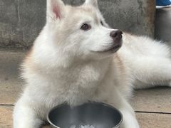 -TrueLove @ Neverland (Husky Cafe)