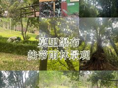 -莫里热带雨林景区