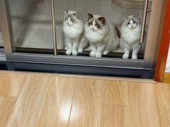 -艾贝尔宠物医院·宠保定点·超声绝育·免疫点(樱花路店)