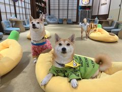 -逗柴咖啡屋·狗咖猫咖宠物桌游