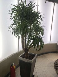 -PE SALON