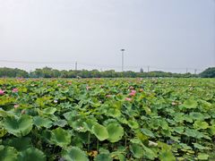 -嘉北郊野公园