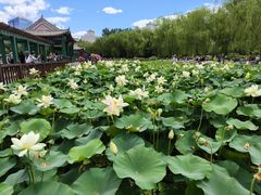 -莲花池公园