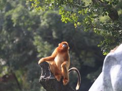 -深圳野生动物园