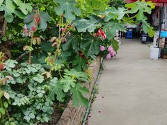 -樂桃源奉贤黄桃种植采摘基地