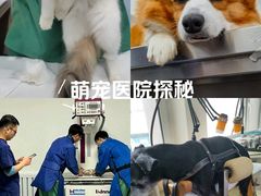 -派美特宠物医院·核磁CT·骨科肿瘤·疑难转诊(沈农禾丰店)