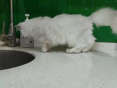 -瑞鹏瑞爱宠物医院·全科·猫科·血液透析中心(龙头寺店)