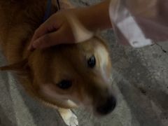 -旺记碳烤肥牛(总店)