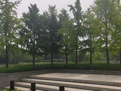 -大望京公园