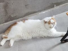 -Heymao猫咖.咖啡厅(东门店)