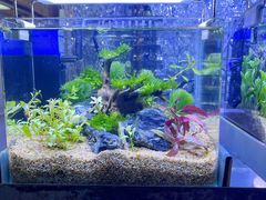 -花鸟鱼虫鲜花绿植市场(玉泉路店)