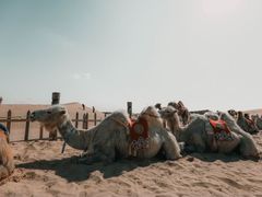 -达拉特旗响沙湾旅游区