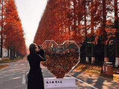 -黄海国家森林公园