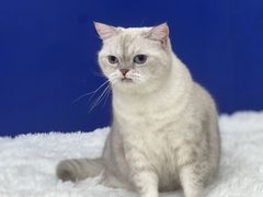 -爱洗澡的猫(天河路店)