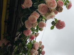 -春风十里咖啡馆