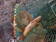 -鱼窝棚柴火铁锅炖(富山屯店)