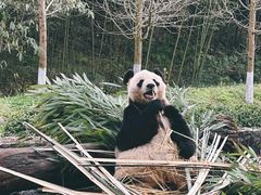 -都江堰中华大熊猫苑