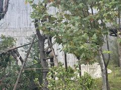 -中国大熊猫保护研究中心雅安碧峰峡基地