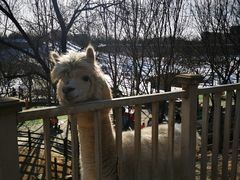 -北京鹿世界主题园