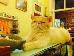 -猫色咖啡·猫咖