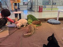 -大型宠物商超·宠海王国·宠物猫狗活体·用品·美容(新世界百货重庆店)