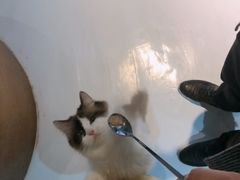 -猫色咖啡·猫咖