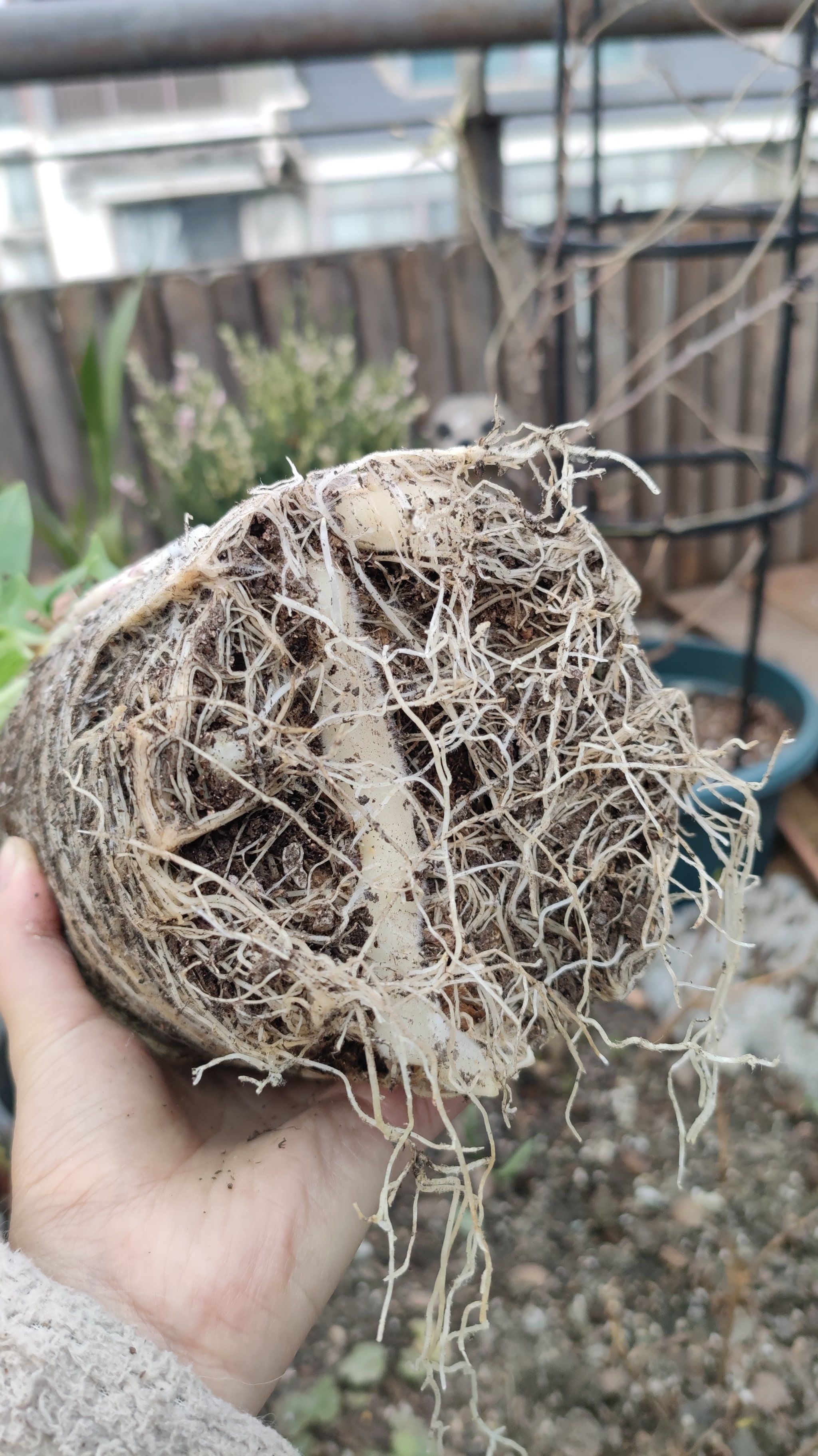 0元玩转这座城 六出花初春的根系