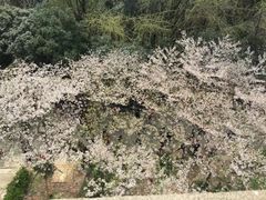 -武汉大学-樱园