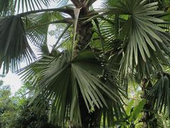 -中国科学院西双版纳热带植物园