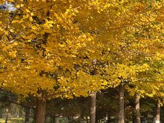 -长白岛森林公园