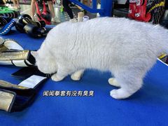 -M.S拳击泰拳馆(大学路店)