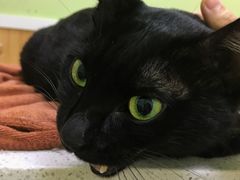 -瑞鹏宠物医院·夜间急症·心超·猫科(祖庙分店)