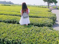 -雪绿茶博物馆