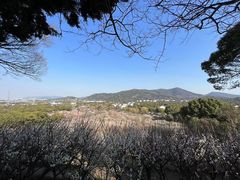 -香雪海