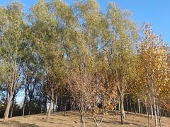 -马家湾湿地公园