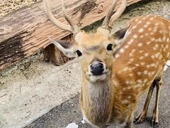 -清迈夜间动物园