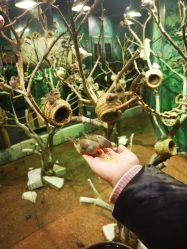 -Zoolung Zoolung动物主题公园(海信广场店)