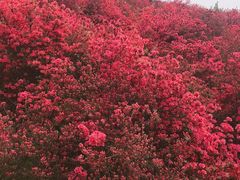 -木兰云雾山